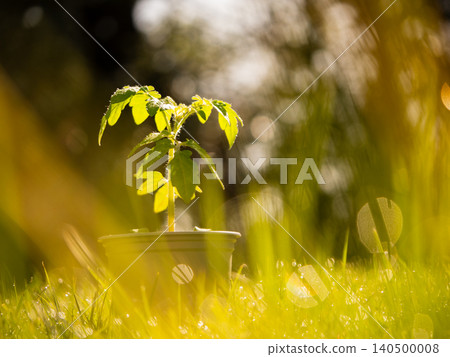 Tomato plant leaves in grass and dew bokeh Tomato plant leaves in grass and dew bokeh 140500008