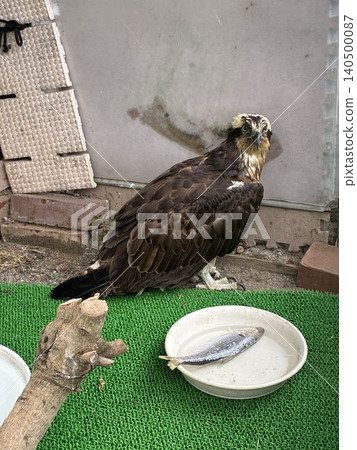 Osprey being rescued and rehabilitated at a wild bird hospital Osprey being rescued and rehabilitated at a wild bird hospital 140500087