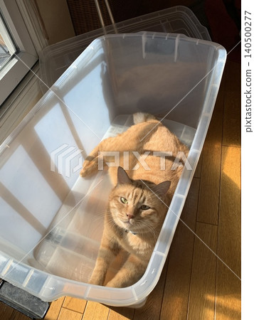 A tabby cat sitting in a storage box by a window where sunlight is streaming in. A tabby cat sitting in a storage box by a window where sunlight is streaming in. 140500277