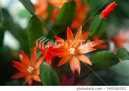 schlumbergera plant in blossom, red and pink flowers schlumbergera plant in blossom, red and pink flowers 140500383