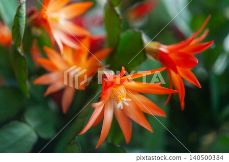 schlumbergera plant in blossom, red and pink flowers 140500384