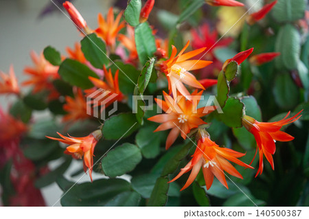 schlumbergera plant in blossom, red and pink flowers 140500387