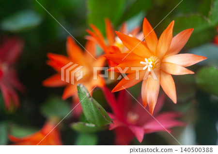 schlumbergera plant in blossom, red and pink flowers 140500388