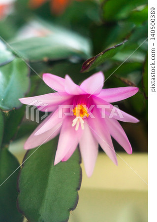 schlumbergera plant in blossom, red and pink flowers schlumbergera plant in blossom, red and pink flowers 140500389