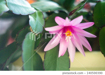 schlumbergera plant in blossom, red and pink flowers 140500390