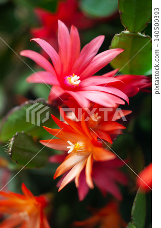 schlumbergera plant in blossom, red and pink flowers schlumbergera plant in blossom, red and pink flowers 140500393