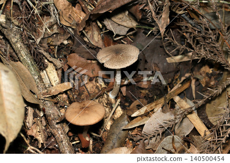 Gray oyster mushrooms and mushrooms of the Strophariaceae family grow in the same soil (Japanese natural fungi/mushroom ecology macro photography) Gray oyster mushrooms and mushrooms of the Strophariaceae family grow in the same soil (Japanese natural fungi/mushroom ecology macro photography) 140500454