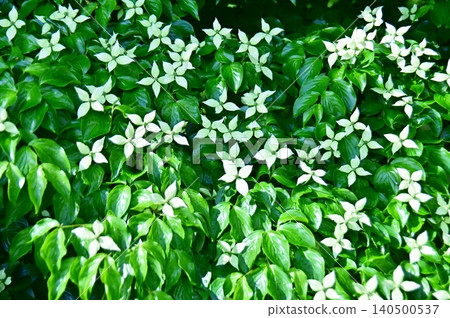 盛開的山茱萸樹的白色苞片 盛開的山茱萸樹的白色苞片 140500537