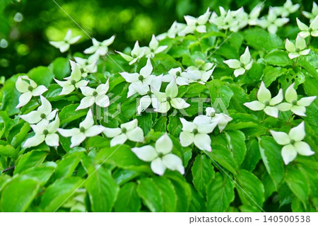 日本山茱萸樹枝上點綴著白色的苞片,枝頭覆蓋著鮮嫩的綠葉。 日本山茱萸樹枝上點綴著白色的苞片,枝頭覆蓋著鮮嫩的綠葉。 140500538