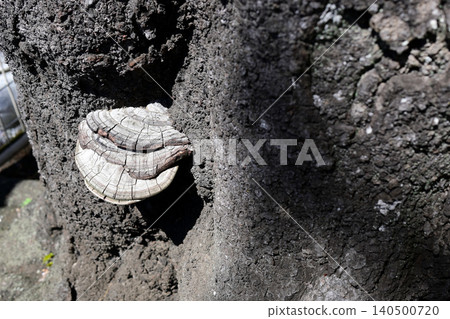 Mushrooms growing from a tree trunk 140500720