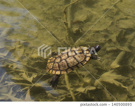 a turtle swimming in a lake 140500893