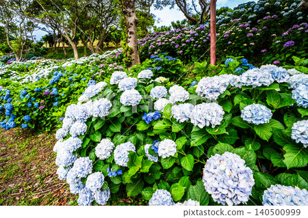 Nagasaki's Mozaki Dinosaur Park & Hydrangea Hill Hydrangea Festival [Nagasaki City] 140500999