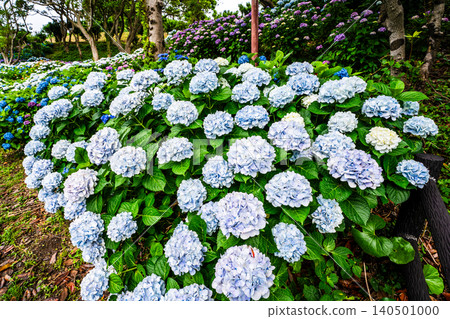 Nagasaki's Mozaki Dinosaur Park & Hydrangea Hill Hydrangea Festival [Nagasaki City] 140501000