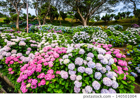 Nagasaki's Mozaki Dinosaur Park & Hydrangea Hill Hydrangea Festival [Nagasaki City] 140501004