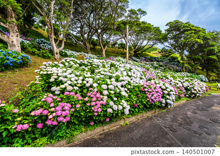 Nagasaki's Mozaki Dinosaur Park & Hydrangea Hill Hydrangea Festival [Nagasaki City] 140501007