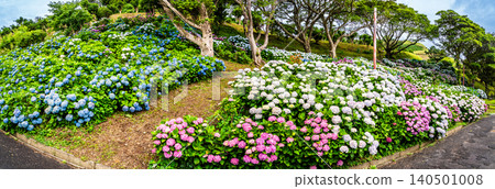 長崎市茂崎恐龍公園和繡球花山繡球花節全景 [長崎市] 140501008