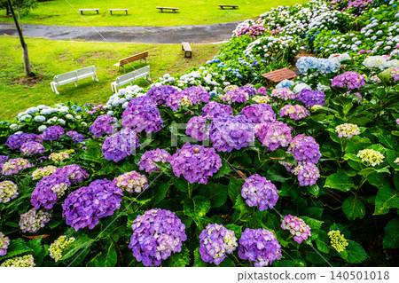 Nagasaki's Mozaki Dinosaur Park & Hydrangea Hill Hydrangea Festival [Nagasaki City] 140501018