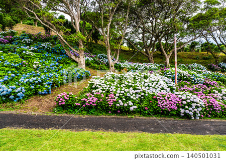 Nagasaki's Mozaki Dinosaur Park & Hydrangea Hill Hydrangea Festival [Nagasaki City] 140501031
