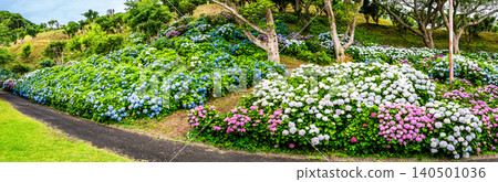 Nagasaki's Mozaki Dinosaur Park & Hydrangea Hill Hydrangea Festival Panorama [Nagasaki City] 140501036