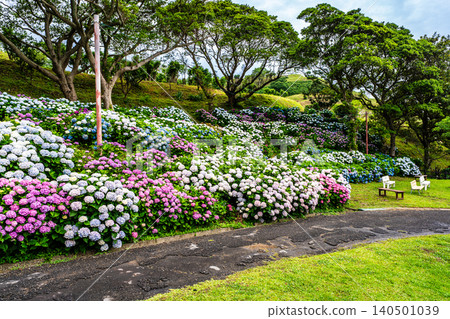 Nagasaki's Mozaki Dinosaur Park & Hydrangea Hill Hydrangea Festival [Nagasaki City] 140501039