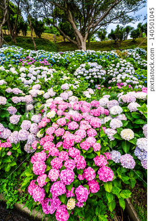 Nagasaki's Mozaki Dinosaur Park & Hydrangea Hill Hydrangea Festival [Nagasaki City] 140501045