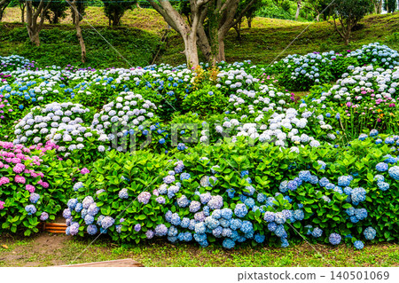 長崎市茂崎恐龍公園 & 繡球花山繡球花節 [長崎市] 140501069