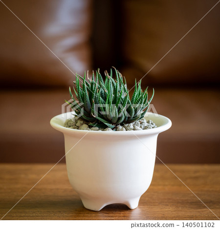 Haworthia Fasciata in a small white pot on wooden table in living room with brown leather sofa 140501102