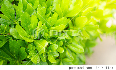 Beach cabbage or Sea lettuce, coastal shrub native to the tropical Indo Pacific Beach cabbage or Sea lettuce, coastal shrub native to the tropical Indo Pacific 140501123