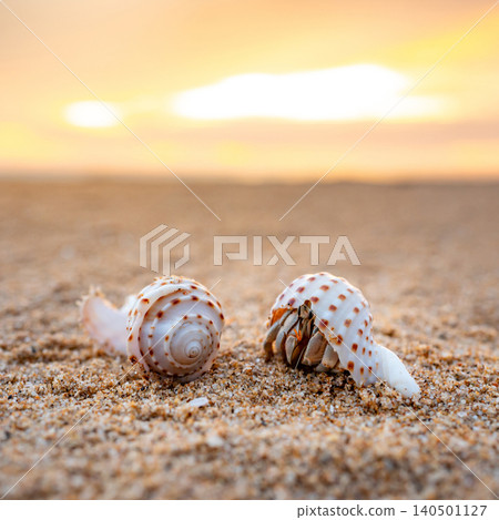 A couple of hermit crabs on tropical beach during sunset time 140501127