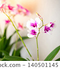 Beautiful white and purple orchid flower blooming 140501145