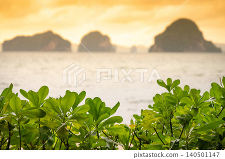 Beach cabbage or Sea lettuce with Blurry sunset view of tropical island and sea behind Beach cabbage or Sea lettuce with Blurry sunset view of tropical island and sea behind 140501147