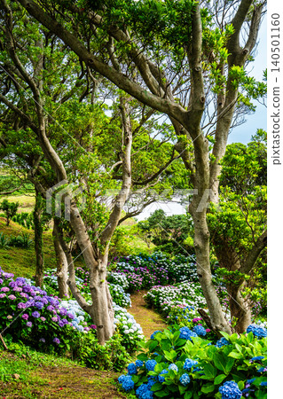 Nagasaki's Mozaki Dinosaur Park & Hydrangea Hill Hydrangea Festival [Nagasaki City] 140501160