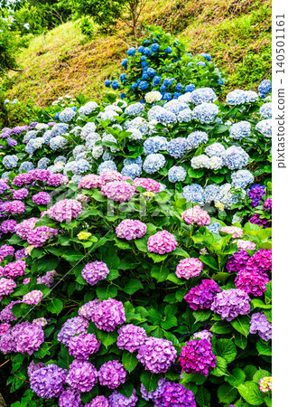 Nagasaki's Mozaki Dinosaur Park & Hydrangea Hill Hydrangea Festival [Nagasaki City] 140501161