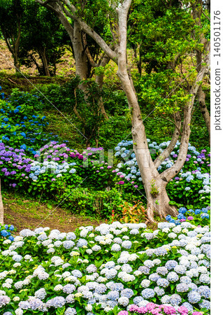 長崎市茂崎恐龍公園 & 繡球花山繡球花節 [長崎市] 140501176