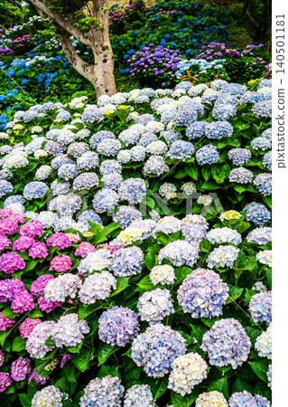 長崎市茂崎恐龍公園 & 繡球花山繡球花節 [長崎市] 140501181