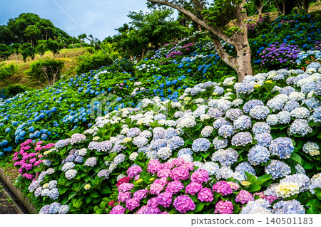 Nagasaki's Mozaki Dinosaur Park & Hydrangea Hill Hydrangea Festival [Nagasaki City] 140501183