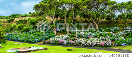Nagasaki's Mozaki Dinosaur Park & Hydrangea Hill Hydrangea Festival Panorama [Nagasaki City] 140501188
