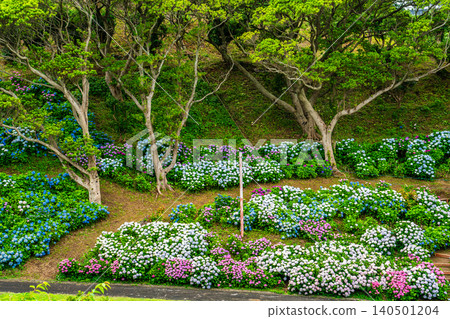 長崎市茂崎恐龍公園 & 繡球花山繡球花節 [長崎市] 140501204