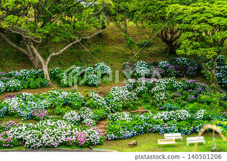 Nagasaki's Mozaki Dinosaur Park & Hydrangea Hill Hydrangea Festival [Nagasaki City] 140501206