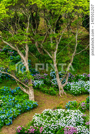 Nagasaki's Mozaki Dinosaur Park & Hydrangea Hill Hydrangea Festival [Nagasaki City] 140501207
