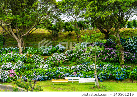 Nagasaki's Mozaki Dinosaur Park & Hydrangea Hill Hydrangea Festival [Nagasaki City] 140501219