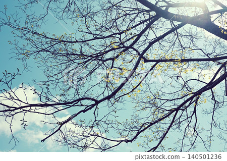 Trees starting to bud Trees starting to bud 140501236