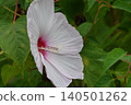 White hibiscus 140501262