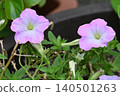 Pink flowers 140501263