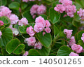 Pink flowers 140501265