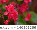 Red flower	 140501266