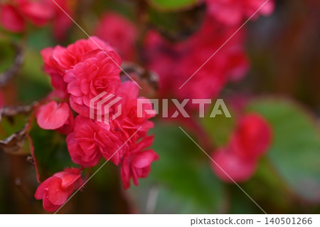 紅花 紅花 140501266