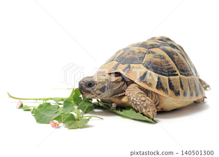 Testudo hermanni tortoise Testudo hermanni tortoise 140501300