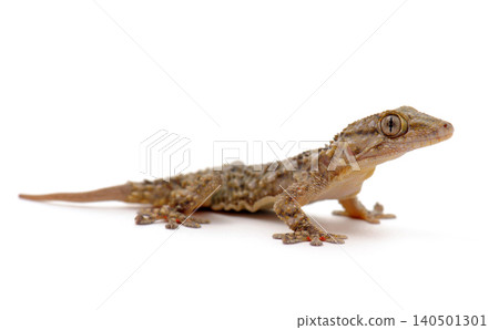 gecko in studio gecko in studio 140501301