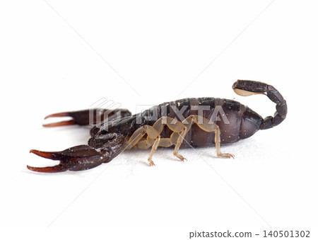 brown scorpion in studio 140501302